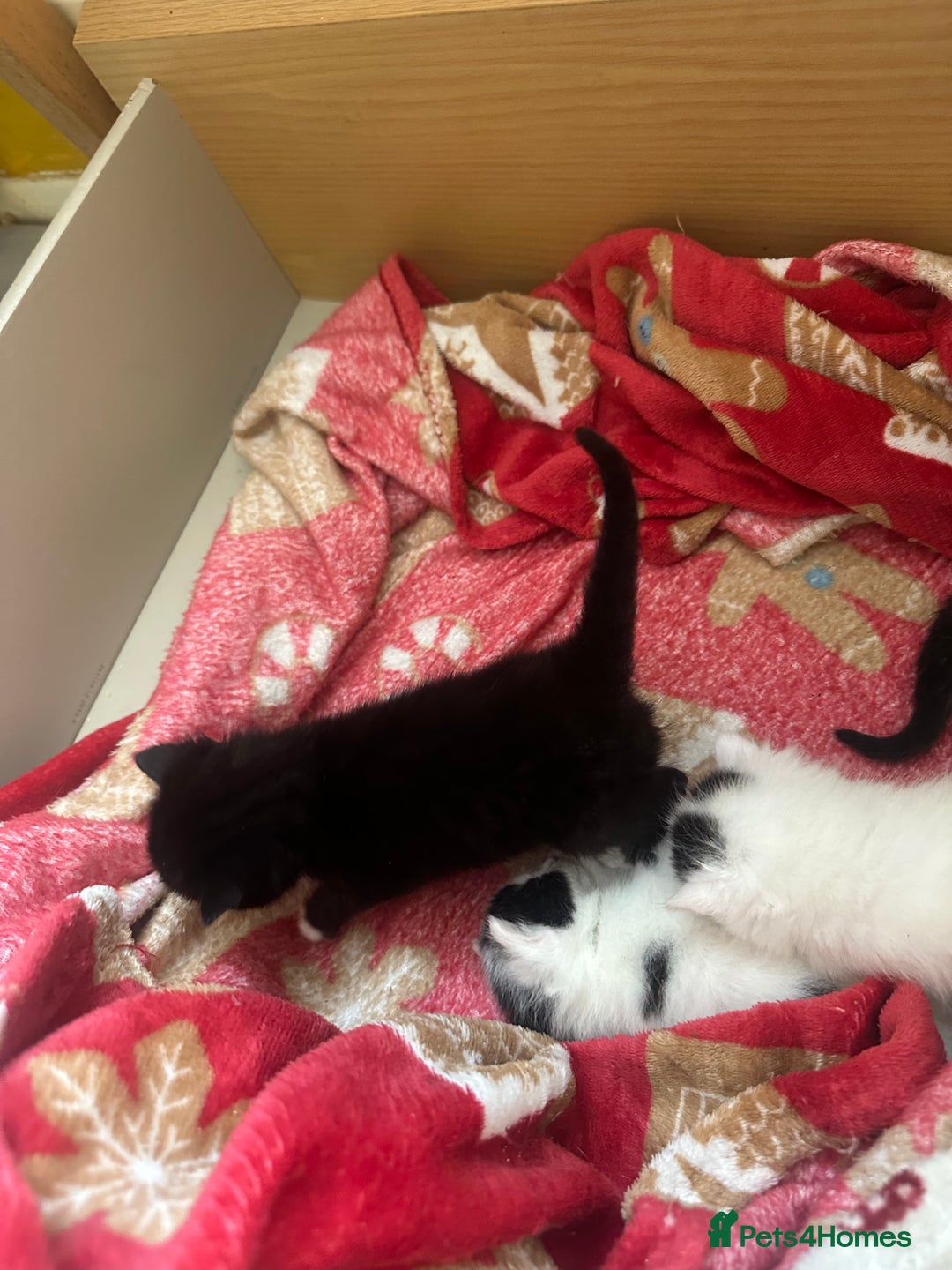 Mixed Breed cats for sale: Fluffy kittens - Image 15