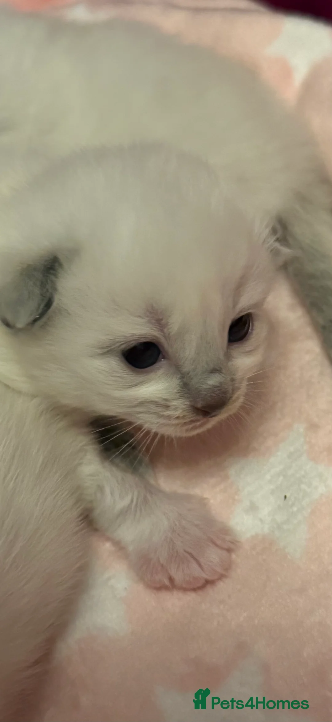 Ragdoll cats for sale: Stunning Blue Colourpoint Mitted female kittens - Advert 10