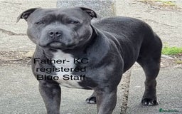 Staffordshire Bull Terrier dogs for sale: Beautiful Staffy puppies  - Image 11