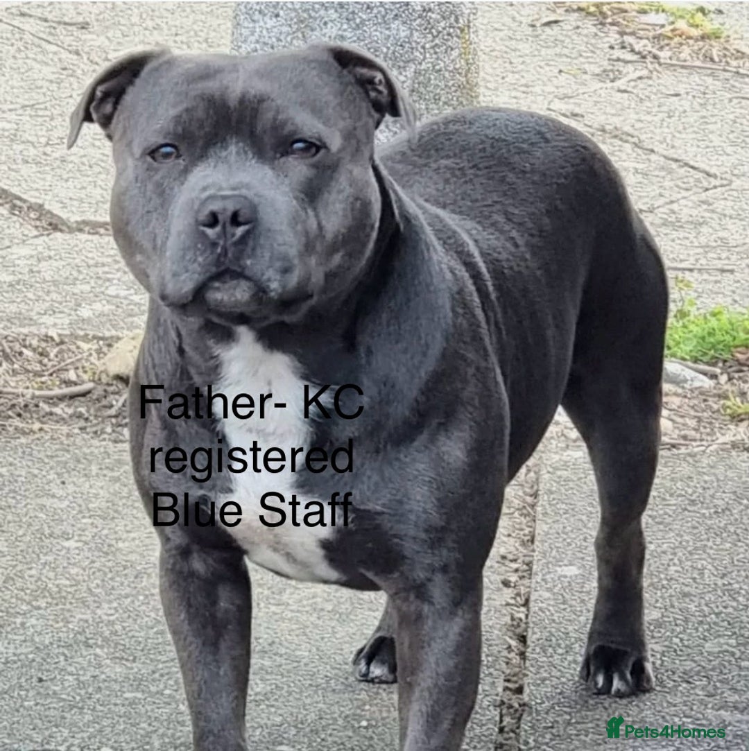 Staffordshire Bull Terrier dogs for sale: Beautiful Staffy puppies  - Image 11