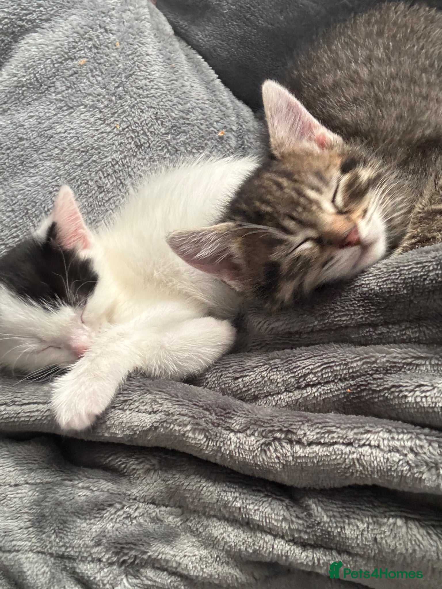 Mixed Breed cats Gorgeous kittens looking for new homes - Advert 15