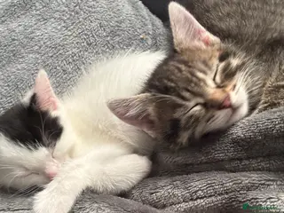 Mixed Breed cats Gorgeous kittens looking for new homes - Advert 14