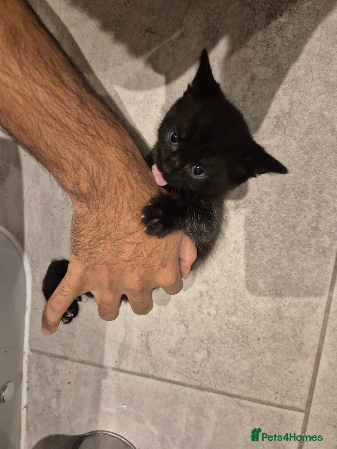 Mixed Breed cats for sale: Two adorable kittens needing a home - Advert 5