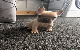 French Bulldog dogs for sale: french bulldog puppies  - Image 1