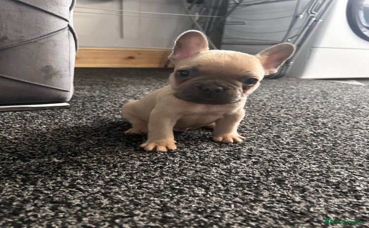 French Bulldog dogs - Advert 9