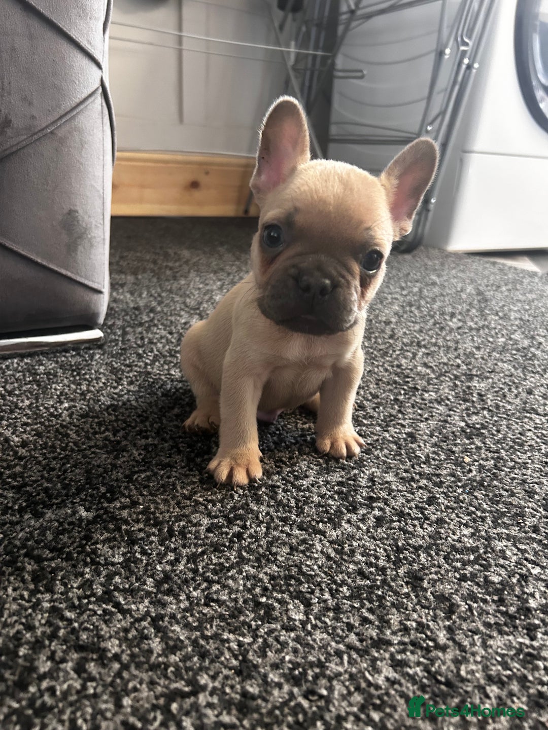 French Bulldog dogs for sale: french bulldog puppies  - Image 1