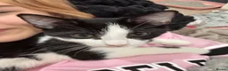 Mixed Breed cats for sale: Bella in Birmingham - Advert 3