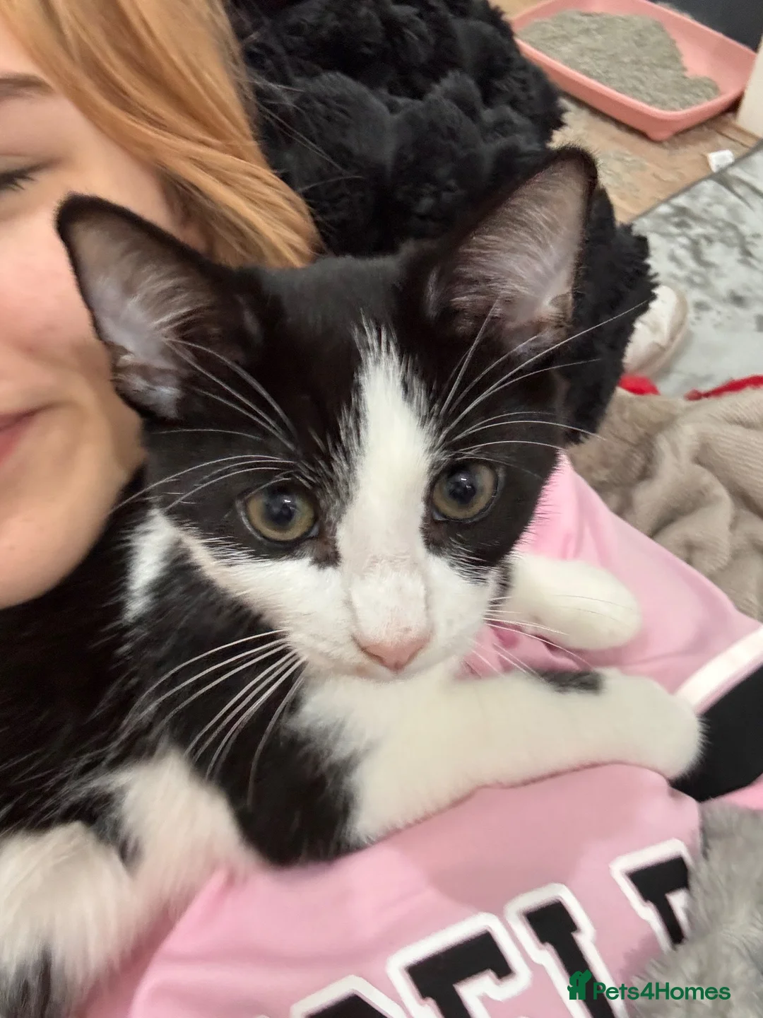 Mixed Breed cats for sale: Bella in Birmingham - Advert 3