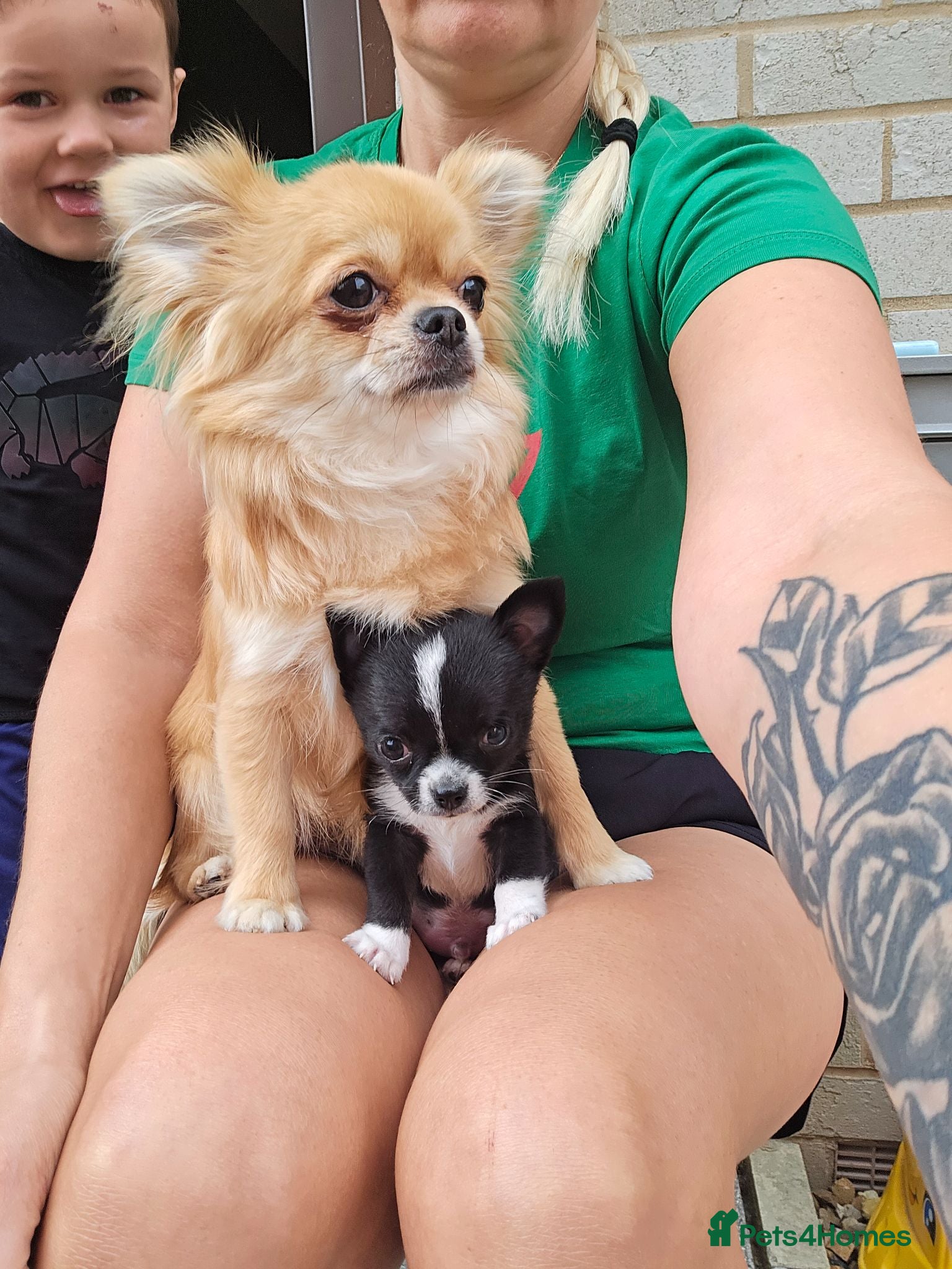 Chihuahua dogs Chihuahua puppy - Advert 1