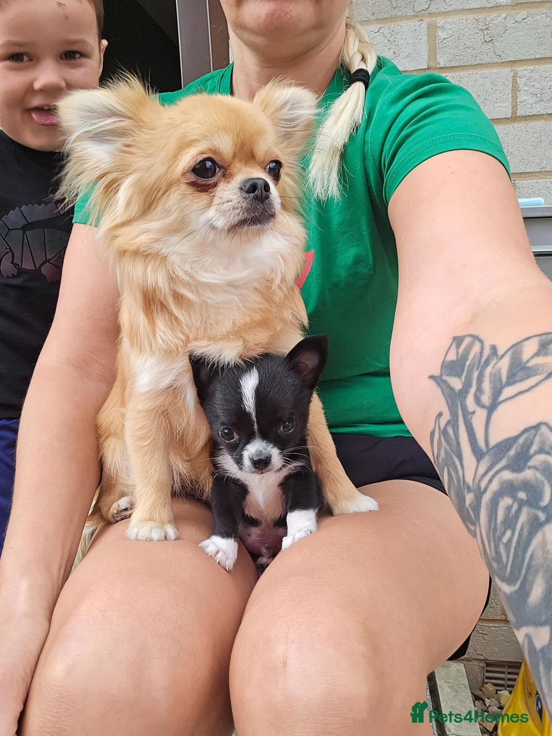 Chihuahua dogs for sale: Chihuahua puppy - Advert 1