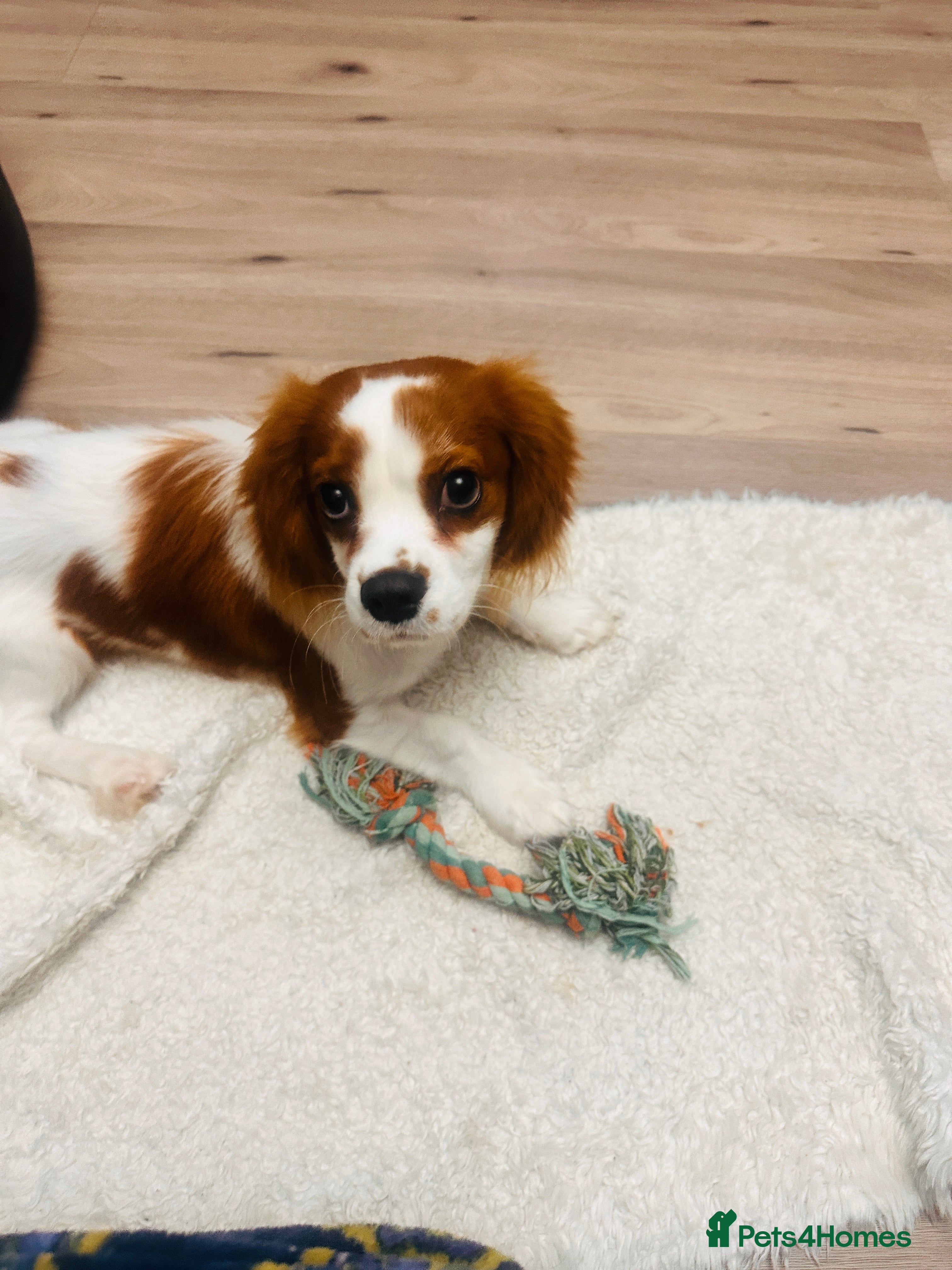 Cavalier King Charles Spaniel dogs Adorable - Advert 1