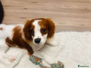 Cavalier King Charles Spaniel dogs Adorable - Advert 1
