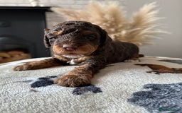 Cockapoo dogs for sale: Not Just Any Cockapoo Puppies – The Special Few - Image 36