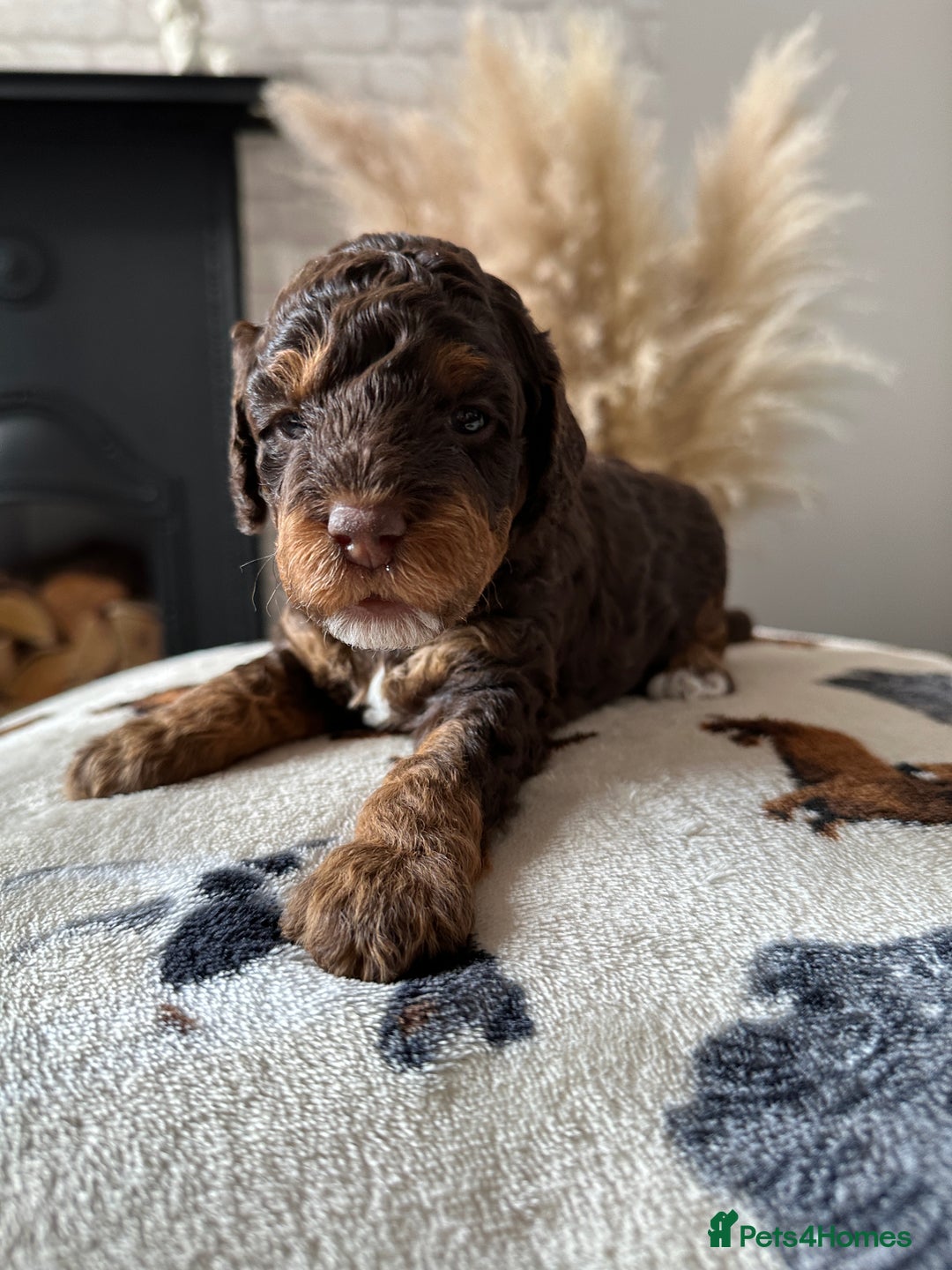 Cockapoo dogs for sale: Not Just Any Cockapoo Puppies – The Special Few - Image 36