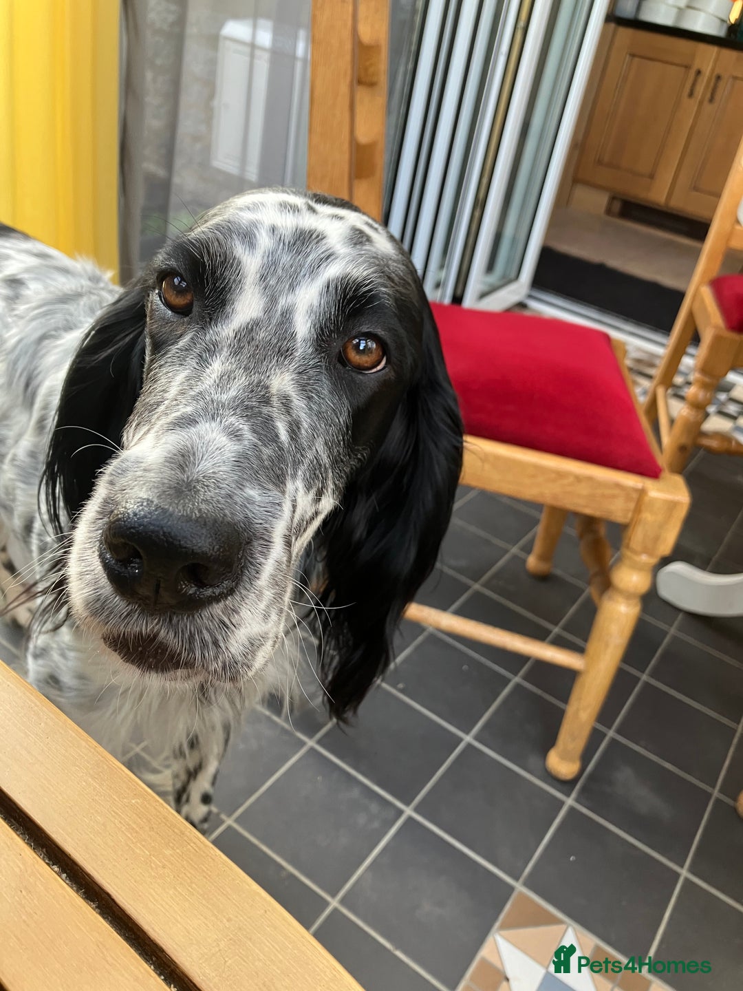 English Setter dogs for sale: 2yr. Pedigree working English setter sale/share - Image 6