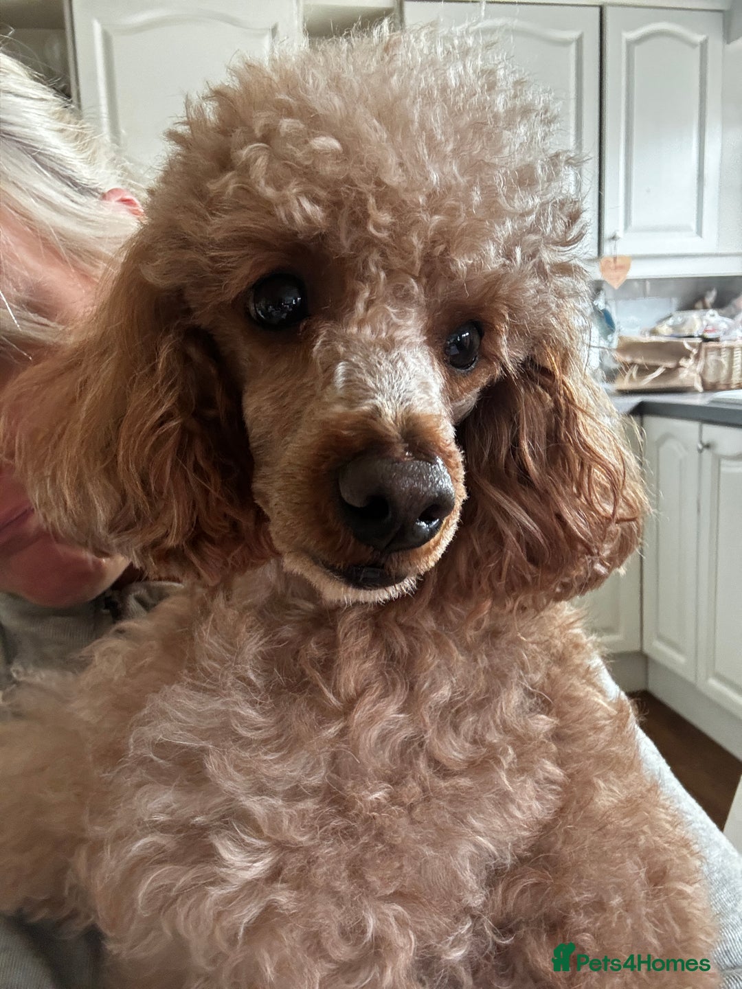 Cavapoo dogs for stud: FULLY Health Tested KC Toy Poodle STUD in Bacup - Advert 7