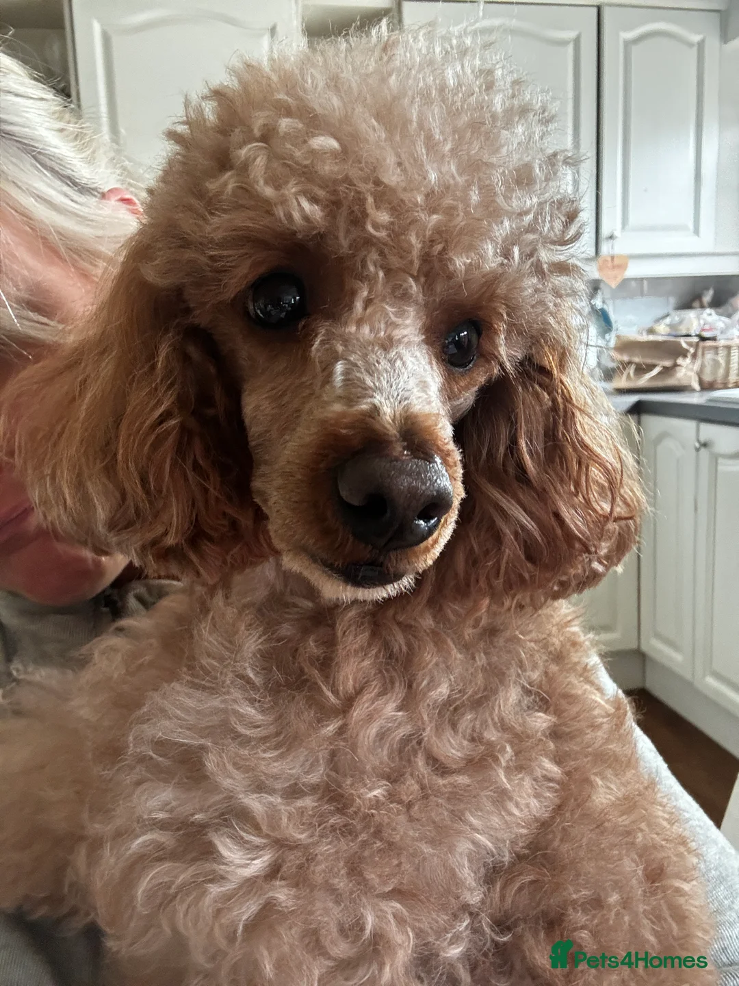 Cavapoo dogs for stud: FULLY Health Tested KC Toy Poodle STUD in Bacup - Advert 7