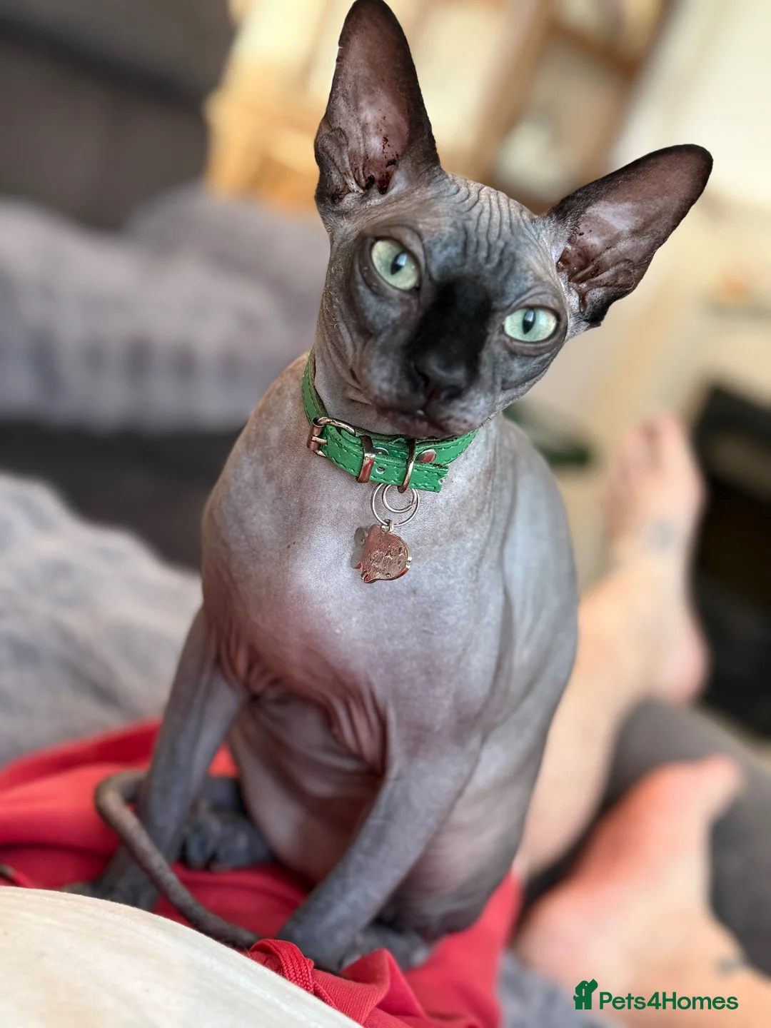 Sphynx cats for sale: Male Sphynx  - Advert 2