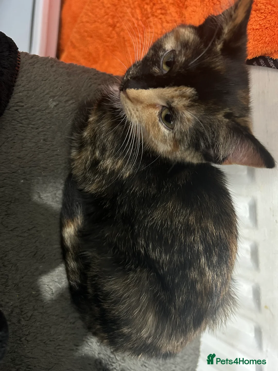 Mixed Breed cats for sale: 3 kittens for sale  - Advert 1