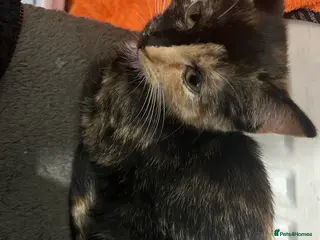 Mixed Breed cats 3 kittens for sale - Advert 20