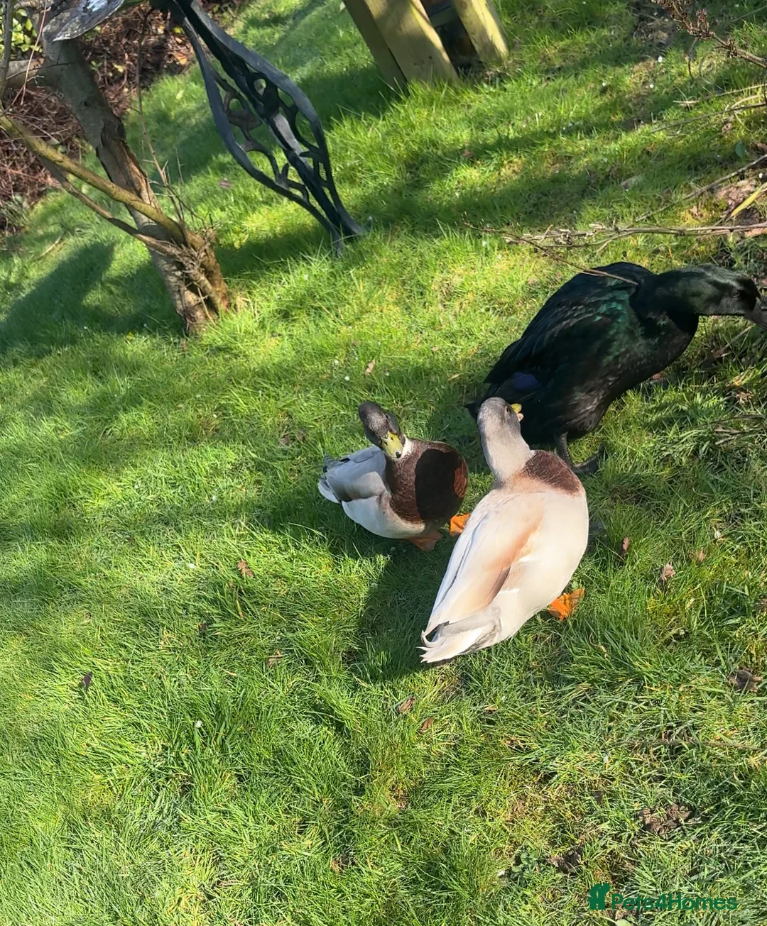 Ducks poultry for sale: 2 male call ducks, 1 female cayuga in Polegate - Advert 1