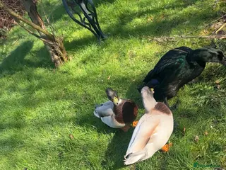 Ducks poultry 2 male call ducks, 1 female cayuga in Polegate - Advert 1