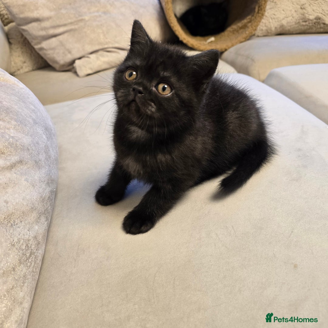 British Shorthair cats for sale: 💫RARE💫 BLACK SMOKE FEMALE & BLUE LONGHAIR MALE  - Advert 9