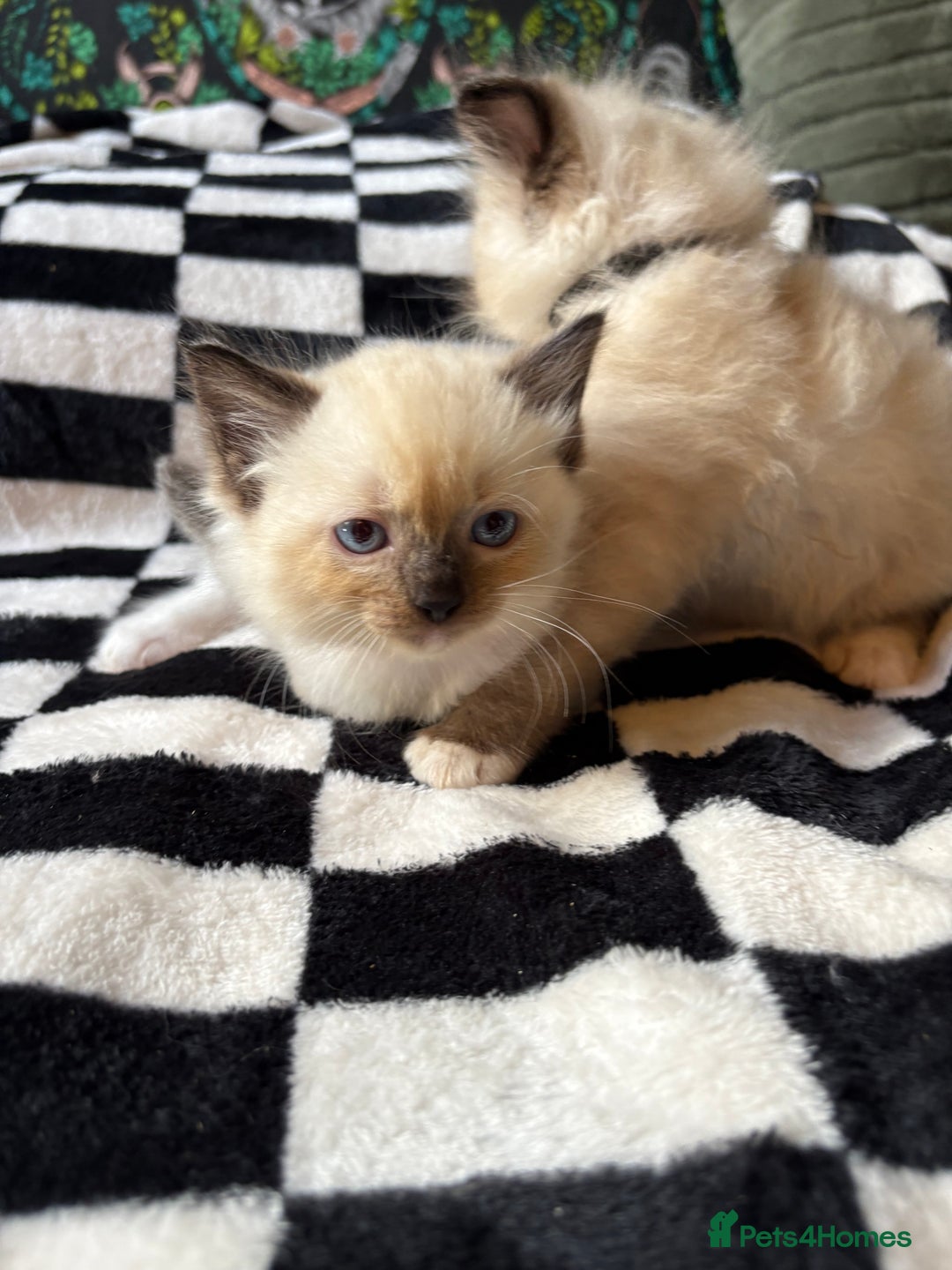 Ragdoll cats for sale: 6 stunning ragdoll kittens  - Image 3
