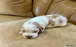 Cocker Spaniel dogs for sale: 4⭐️Licensed KC Reg English Show Cocker Spaniel - Image 19