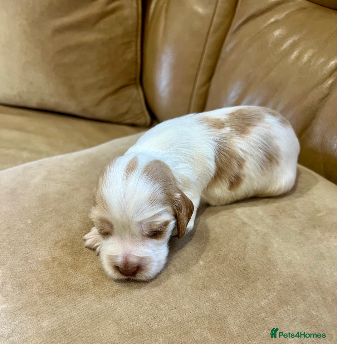 Cocker Spaniel dogs for sale: 4⭐️Licensed KC Reg English Show Cocker Spaniel - Image 19