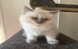 Ragdoll cats for sale: Healthy fluffy Ragdolls for sale - Image 3
