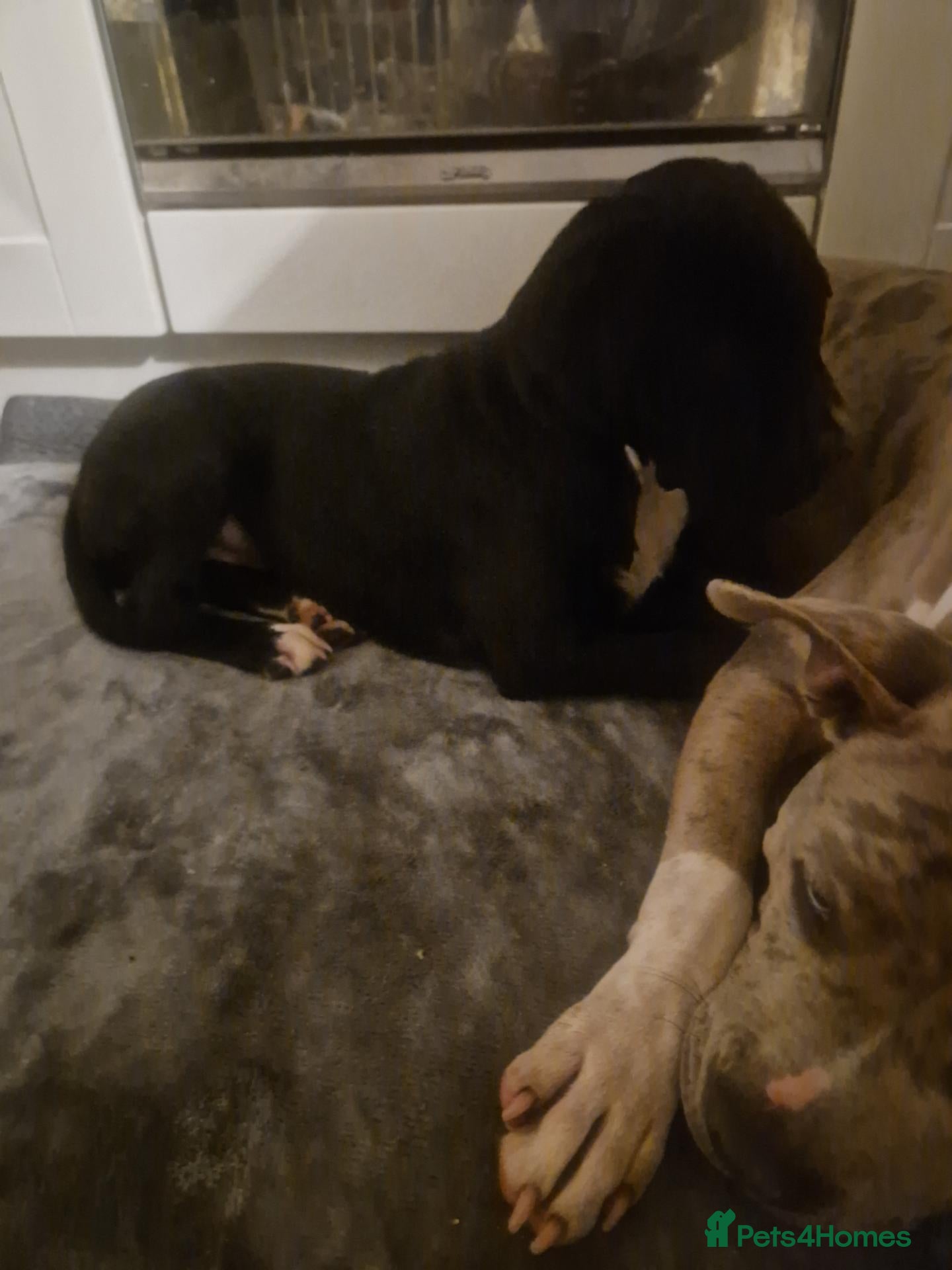 Mixed Breed dogs Here is karma  - Advert 18