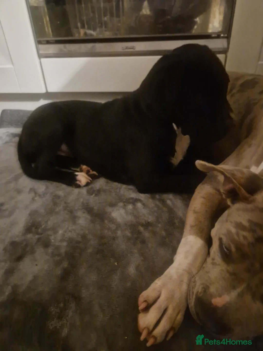 Mixed Breed dogs for sale: Here is karma  - Advert 2