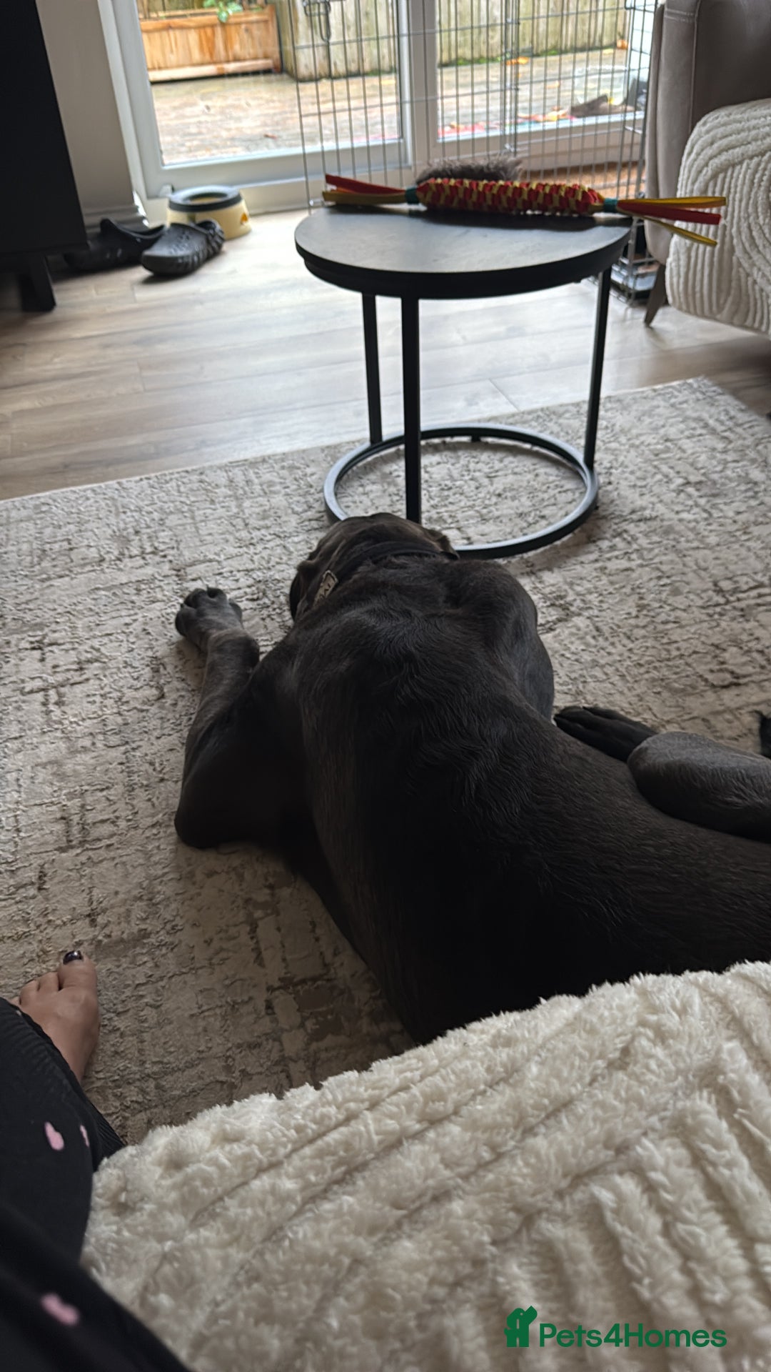 Cane Corso dogs for sale: Cane corso male - Advert 3