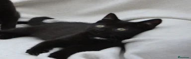Kitten 2