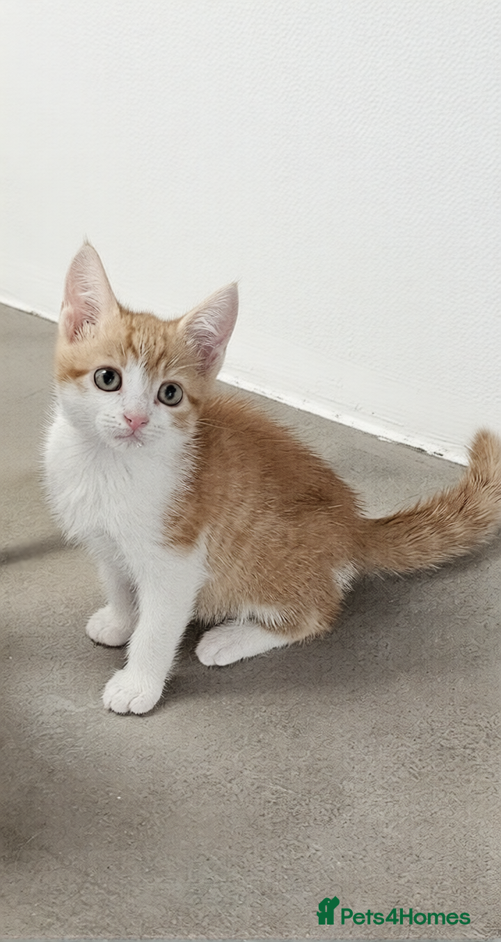 Mixed Breed cats kittens - Advert 12