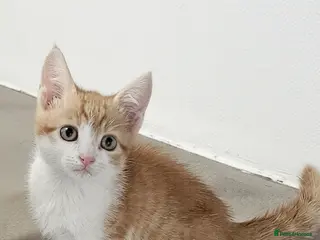 Mixed Breed cats kittens - Advert 12