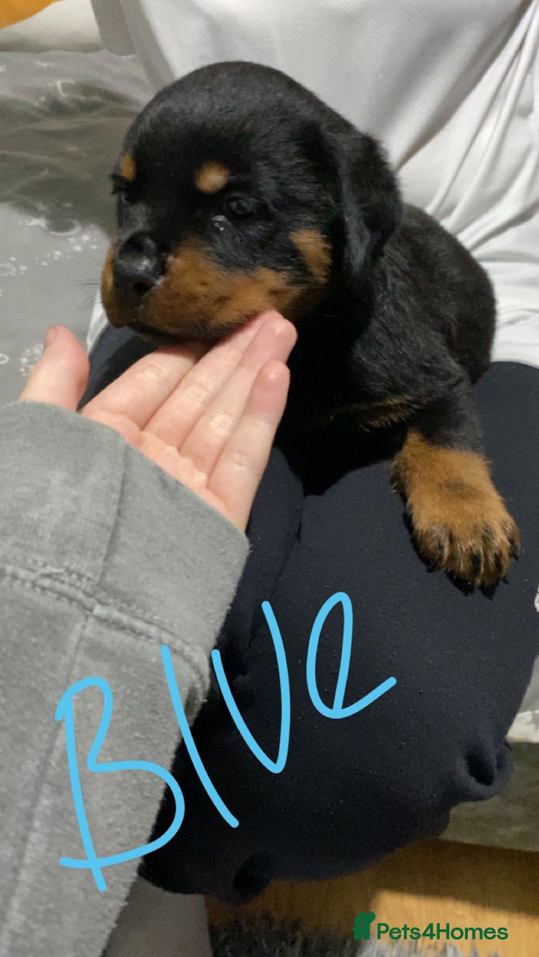 Rottweiler dogs for sale: Kc rottweiler puppies  - Image 19