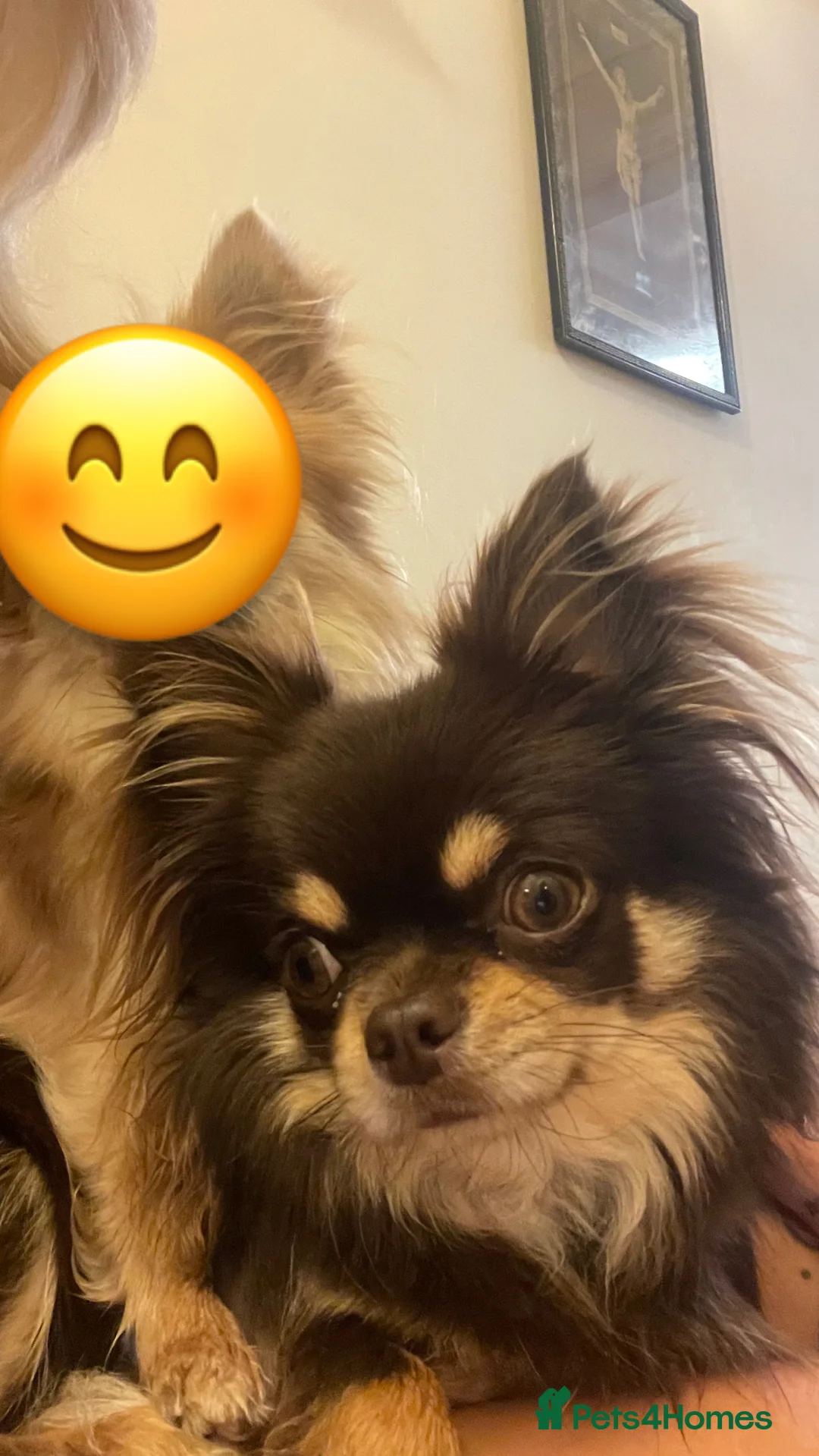 Chihuahua dogs for sale: 5 years old Chihuahua  - Advert 1