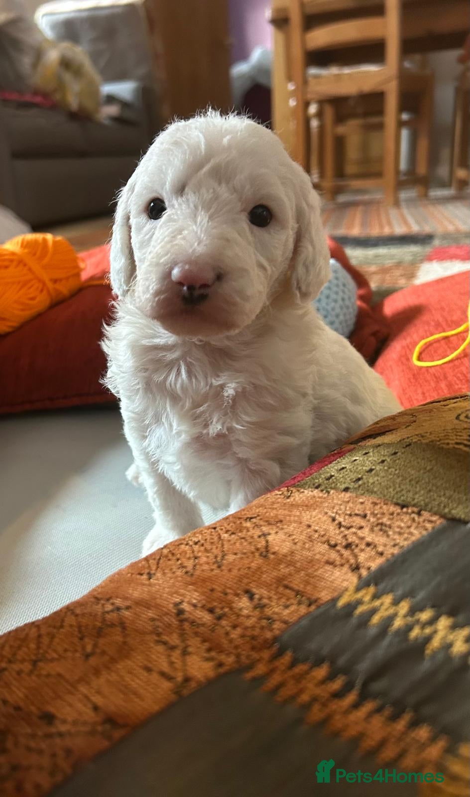 Australian Labradoodle dogs Australian Labradoodle Puppies - Advert 5