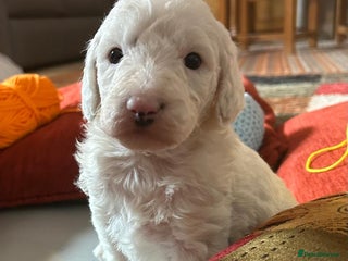 Australian Labradoodle dogs Australian Labradoodle Puppies - Advert 5