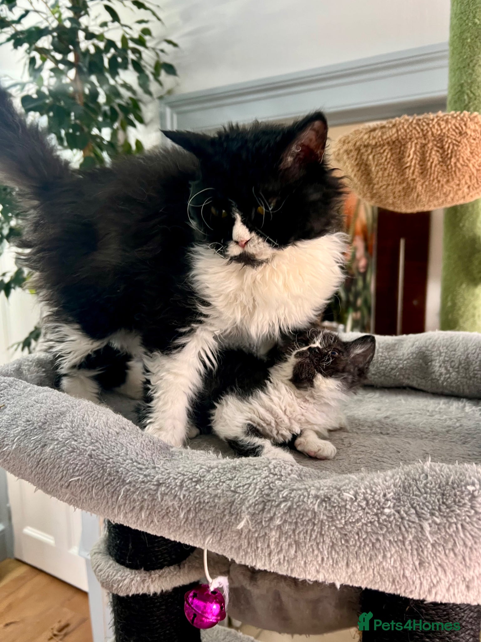 Selkirk Rex cats Stunning Selkirk Rex kittens - Advert 18