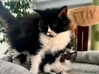 Selkirk Rex cats Stunning Selkirk Rex kittens - Advert 18