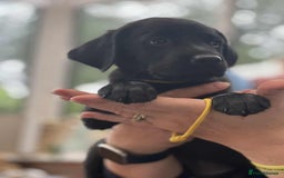 Goldador dogs for sale: Golden retriever x Labrador Retriever puppies - Image 10