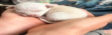 Jack Chi Puppy 1