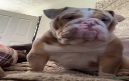 English Bulldog dogs for stud: Almighty Enzo Direct Iceman Son in Wirral - Image 14