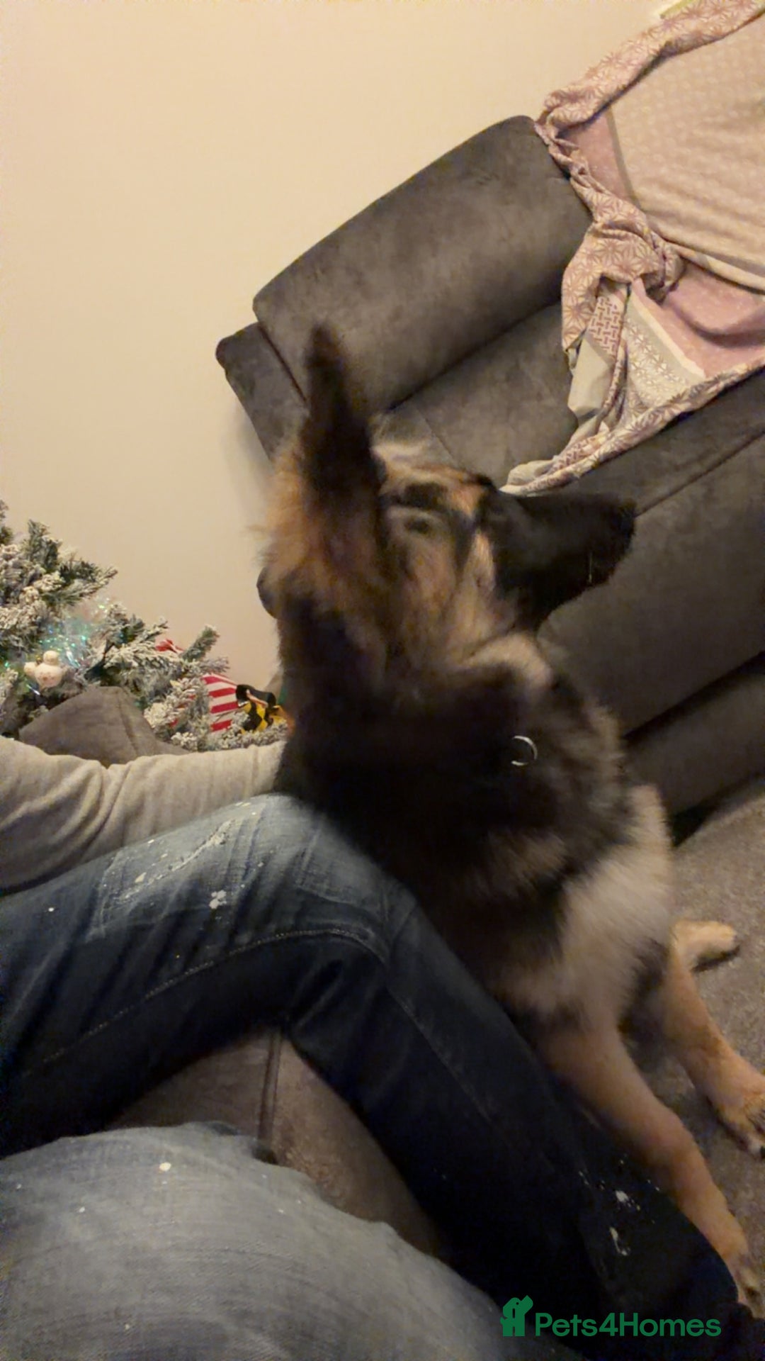 German Shepherd dogs for sale: German shepherd  - Advert 2