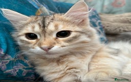 Siberian cats for sale: Stunning TICA reg Siberian kittens  - Image 4