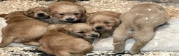 Golden Retriever dogs for stud: Proven Golden Retreiver for stud  in Hassocks - Advert 32