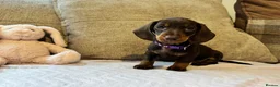 Miniature Dachshund dogs for sale: Reduced💜KC pedigree Mini Dachshund puppies - Advert 24
